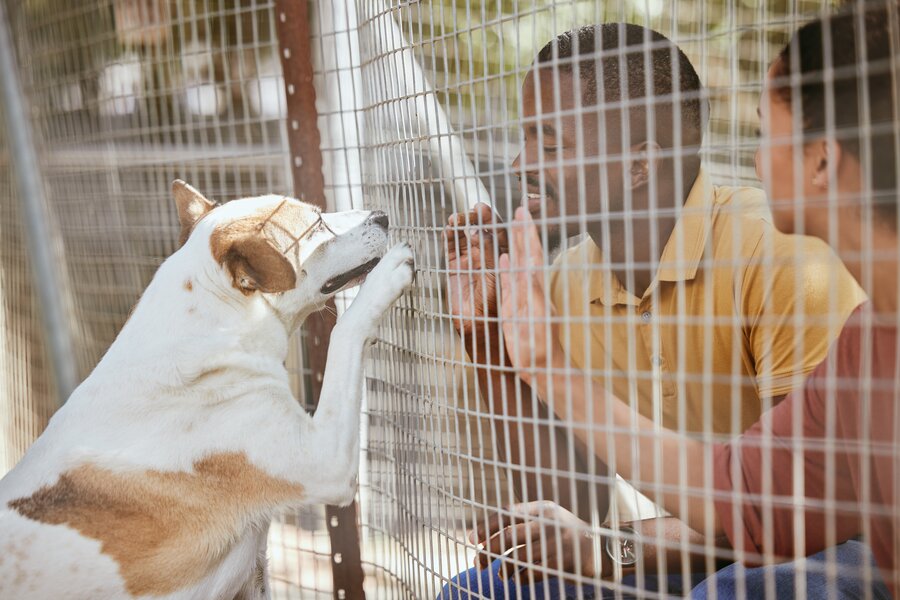 Animal rescue