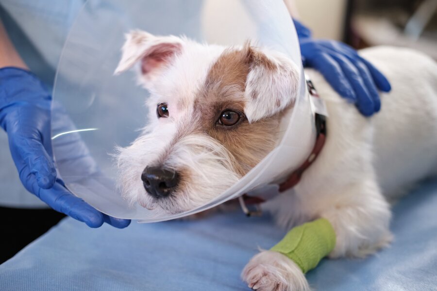 Veterinarian clinic